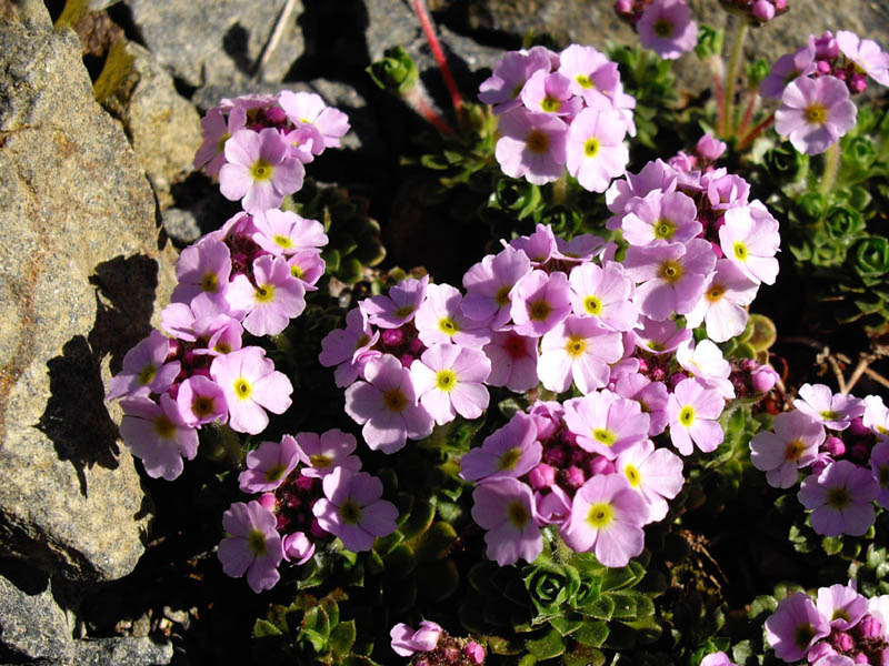 Androsace sempervivoides 8